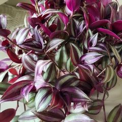 Beautiful Tradescantia "Violet Hill" House plant.