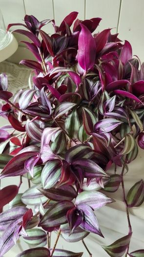 Beautiful Tradescantia "Violet Hill" House plant.
