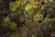 marine fish tank