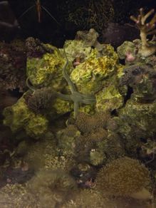 marine fish tank
