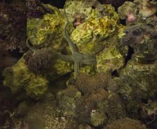 marine fish tank
