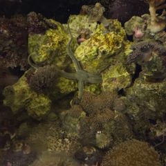 marine fish tank
