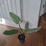 Philodendron Silver Sword plant Image 2