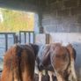 Breeding heifers Image 4