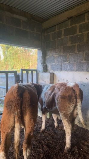 Breeding heifers