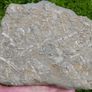 FOSSIL PLATE -  incl. Crinoids Coral Belemnites Bivalves Image 6