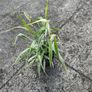 plant/ grass Image 3