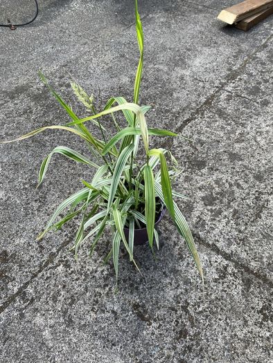 plant/ grass