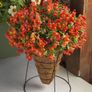(S) Trailing Snapdragon Candy Showers seeds 10s (414918) Image 3