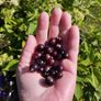 Mature Blackcurrant Plant Image 5