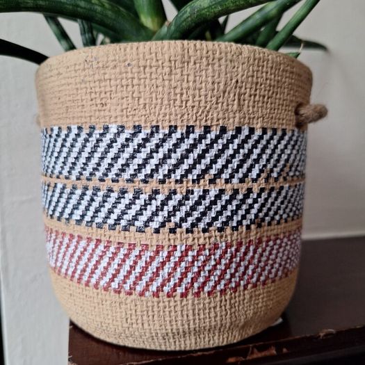 Healthy Sansevieria Cylindrica (African Spear) in  Ethnic  Pot
