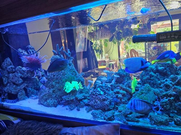 Live Rock for Sale  Marine Aquarium
