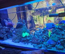 Live Rock for Sale  Marine Aquarium