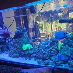 Live Rock for Sale  Marine Aquarium