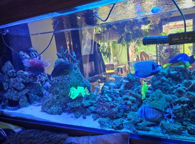 Live Rock for Sale  Marine Aquarium