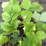 10 plants white strawberries pine berries Image 2