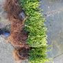 Box Hedging Image 3