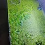 aquarium plants Image 6