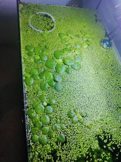 aquarium plants