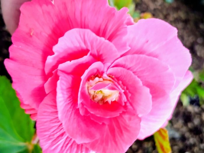 Begonia Grandiflora Pink
