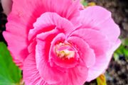 Begonia Grandiflora Pink