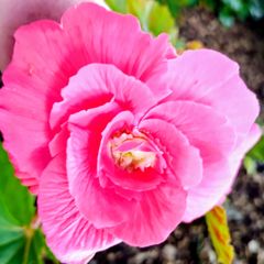 Begonia Grandiflora Pink