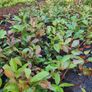 Red Robin Reliable Hedging Image 4