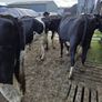 Incalf friesian heifers Image 2
