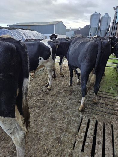 Incalf friesian heifers