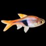 Fully Established Aquarium Image 7