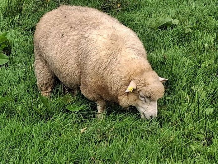 Galway Ram Lambs 2026 and Ram 2024
