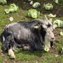 goat Image 2