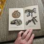Animals And Plans Of The Sea. Authors: G. Mandahl-barth And M.l. Bauchot  Illustrator: Henning Anthon  Publisher: Fernand Nathan. Beautiful Illustrated Paperback In Good Condition.  See Photos For Same. Image 8