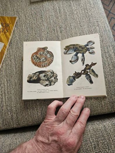 Animals And Plans Of The Sea. Authors: G. Mandahl-barth And M.l. Bauchot  Illustrator: Henning Anthon  Publisher: Fernand Nathan. Beautiful Illustrated Paperback In Good Condition.  See Photos For Same.