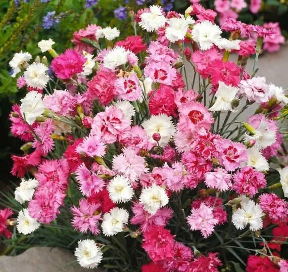 (D) Dianthus Feathered Spring Beauty seeds 0.3g (431878)