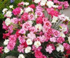 (D) Dianthus Feathered Spring Beauty seeds 0.3g (431878)