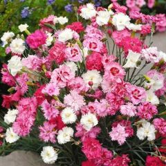 (D) Dianthus Feathered Spring Beauty seeds 0.3g (431878)
