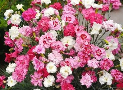 (D) Dianthus Feathered Spring Beauty seeds 0.3g (431878)