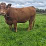 Organic heifers Image 6