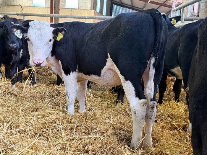 31 Properly Well Fed Calves