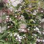 Jasmine Image 4