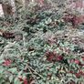 Fuchsia plants Image 2