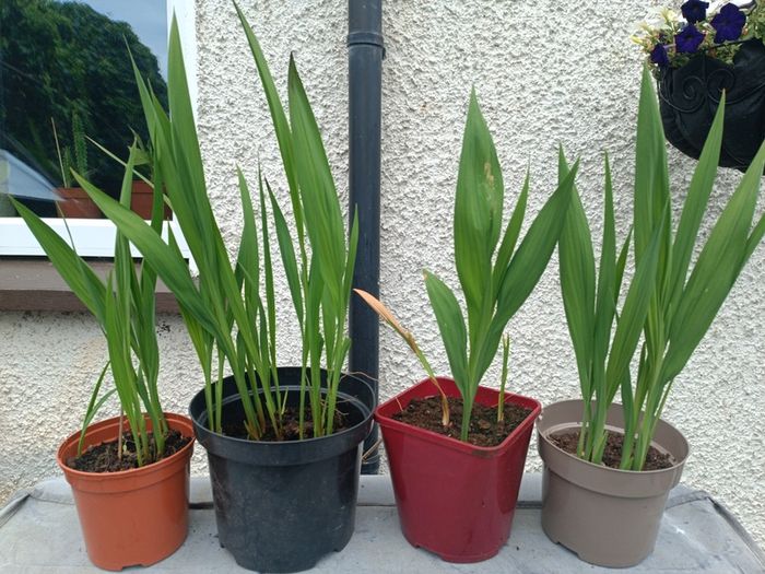 4 Lucifer Plants