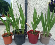 4 Lucifer Plants