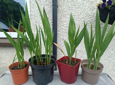 4 Lucifer Plants
