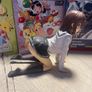 Adult Anime Figures Image 2
