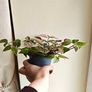 Tradescantia Tricolour large plant Image 3