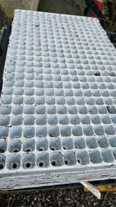Plant Seedling Trays, FREE