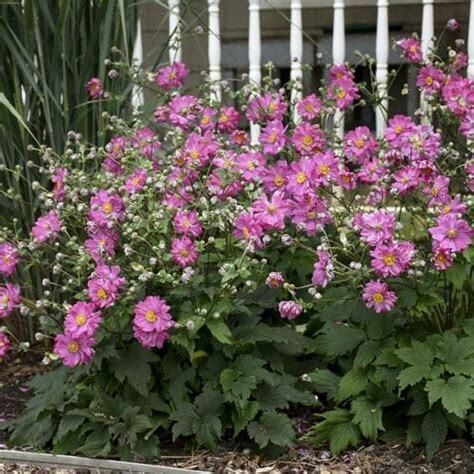 Offshoots, Divisions and Seedlings