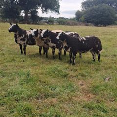 Pedigree Spotted Dutch Sheep